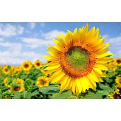 Поле соняшника з великою квіткою на передньому плані - Р 4 НО 4 МЖ
