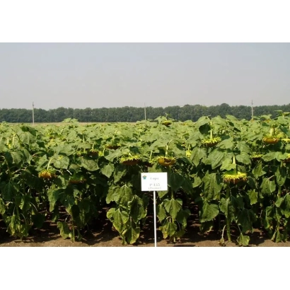Поле подсолнечника с табличкой-идентификатором сорта - Р 453