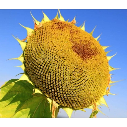 Зрілий соняшник на тлі блакитного неба - Р 469 ІМОЖ