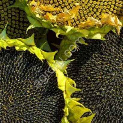 Fresh sunflower heads R 5 HI 3 MJZ