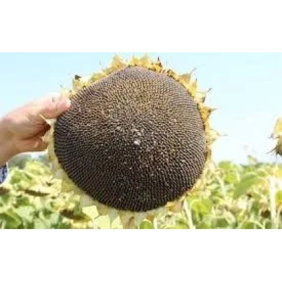 Созревший подсолнечник сорта Р 890 ЖП на фоне поля