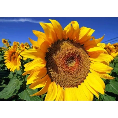 Соняшник на полі під синім небом - Радар