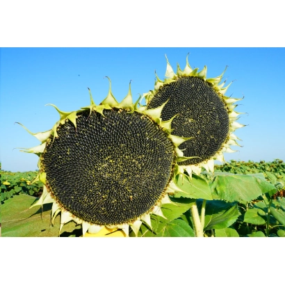 Сонячні підсонячники на полі, що відповідають категорії Підсонячник - РАТ П 04