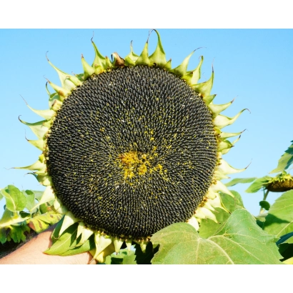 Соняшник на фоні неба - РАТ П 05