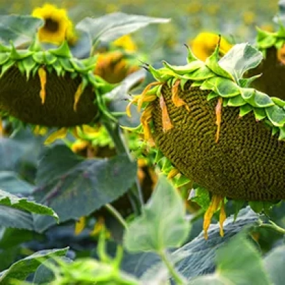 Сонячні квіти соняшника на полі - РАТ П 06