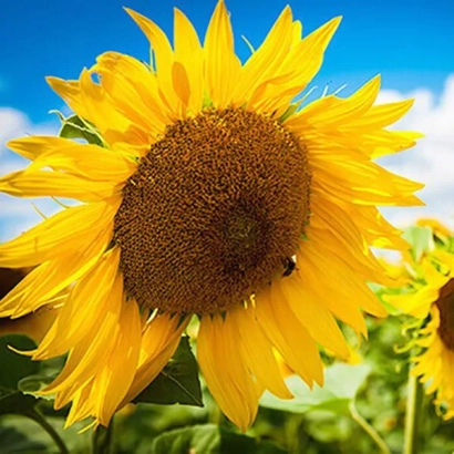 Соняшник на тлі блакитного неба - РАТ П 09
