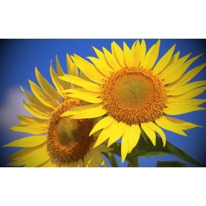 Bright sunflowers against a blue sky - Raut
