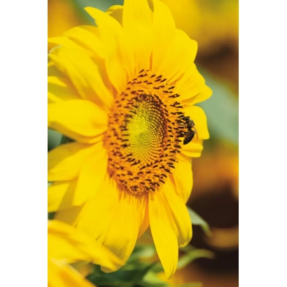 Желтая подсолнух с пчелой на цветке - Реасан