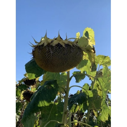 Солнечник на фоне голубого неба - Рембо