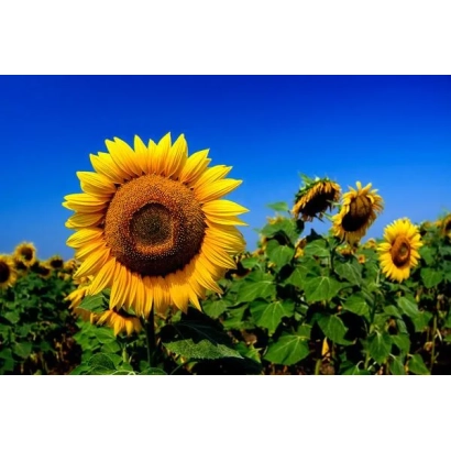 Поле подсолнухов на синем небе - Реми