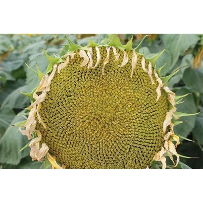 Sunflower in field - RGT BELLONA