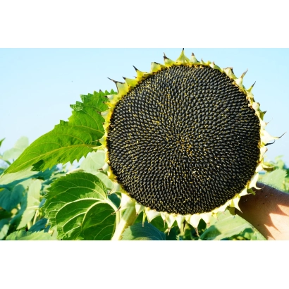 Ripe sunflower against green leaves - RGT CLLAYTON