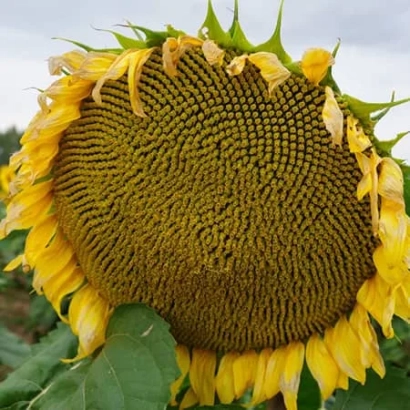 Sunflower in field - RGT CLLERIO