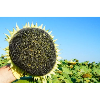 Sunflower against a field background under a blue sky - RGT EIFFELL