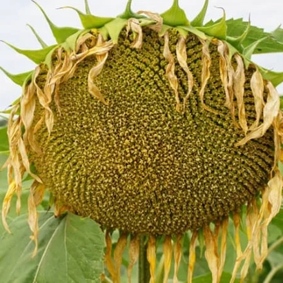 Сухой подсолнух - РЖТ ФРАНКЛЛИН