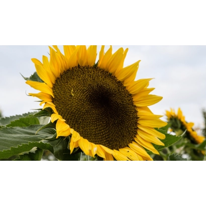 Солнечник на поле - РХА НС