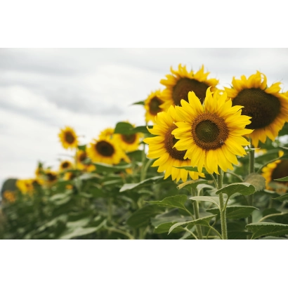 Поле подсолнечника РХА РУ 3