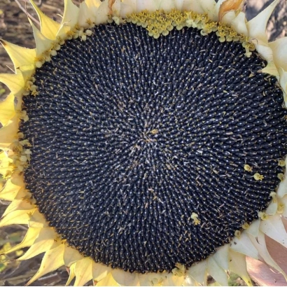 Созревший подсолнечник РИМИ 2