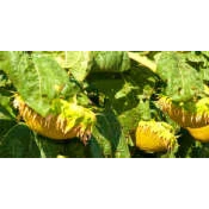 Созревающий подсолнечник на поле - Рими