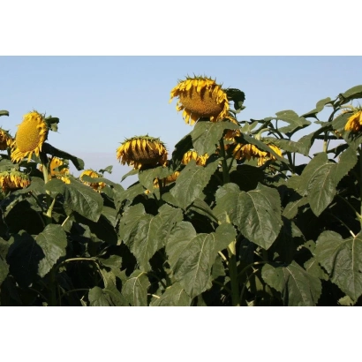 Sunflower field with no visible product name - Romantik
