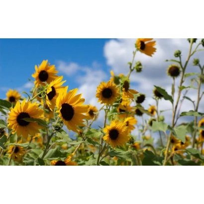 Поле соняшника на фоні блакитного неба - РТ 04