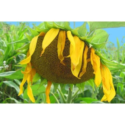Sunflower in a field - Rumbasol OR