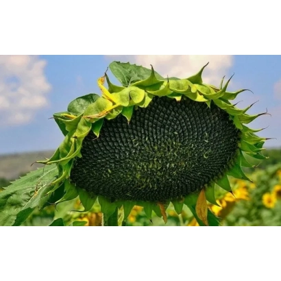 Солнцелист на поле, сорт С 483