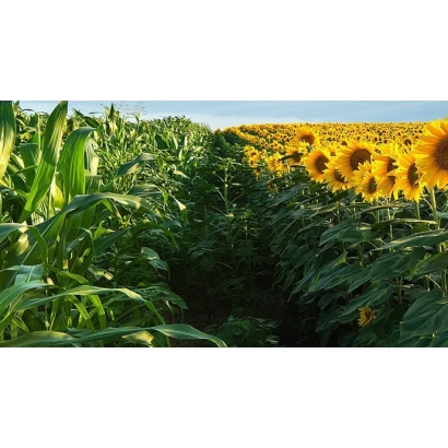 Поле соняшника на тлі кукурудзи - С 608