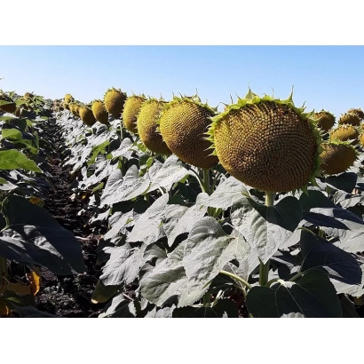 Поле соняшника з крупним планом дорослих головок - Сафарі