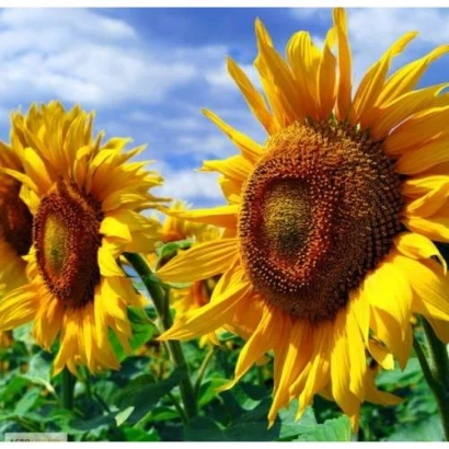 Солнечные подсолнухи на фоне голубого неба - Сальза РМ