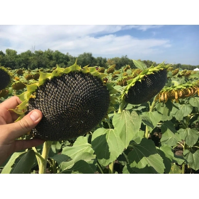 Зрілий соняшник сорту САМБА на полі