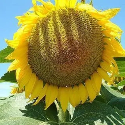 Соняшник на фоні неба - Самсон