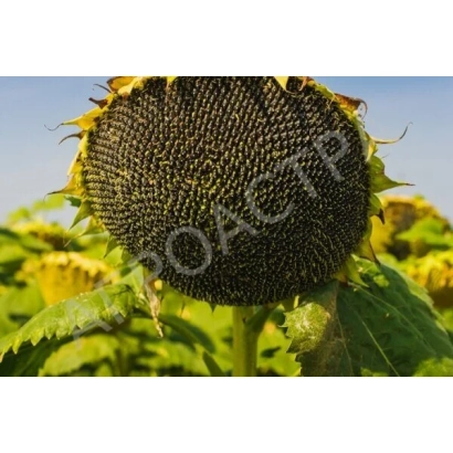 Зрілий соняшник сорту РОАСТ на фоні поля - Самурай