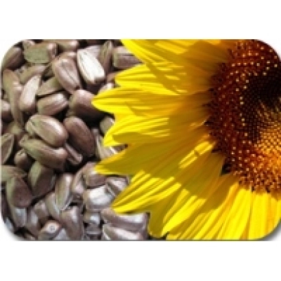 Подсолнечник Сан Лука с семенами и цветком