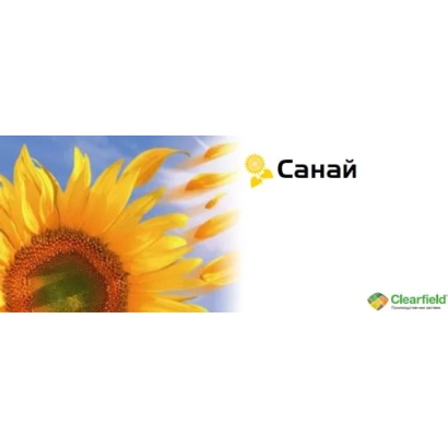 Солнечный цветок с логотипом Санай на белом фоне