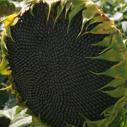 Солнечник на поле без названия продукта - Шанс