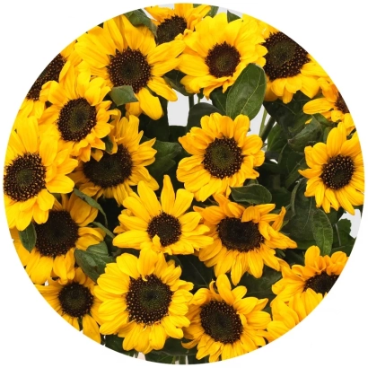 Кругле зображення соняшників - САОНА