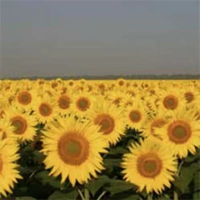 Поле подсолнечника - САРАТОВСКИЙ 20