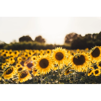 Sunflower field at sunset - Sava