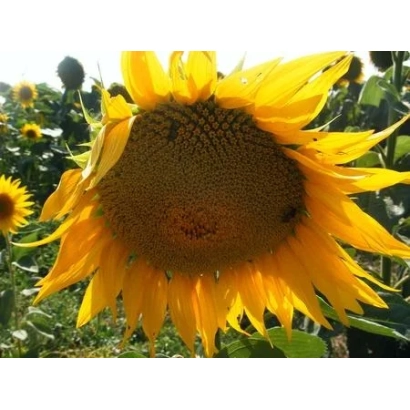 Соняшник на полі, крупний план квітки - СГ ПА 10