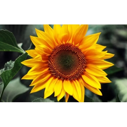 Соняшник на фоні зелені - СБ ПБ 10