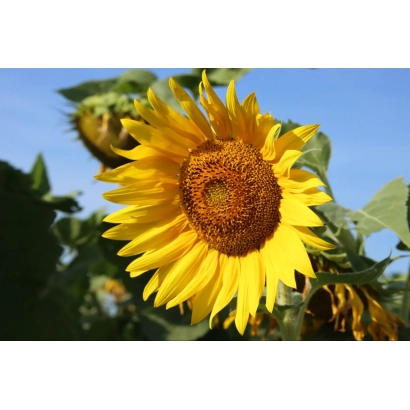 Sunflower in bloom against a blue sky - SB PRF 36
