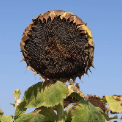 Сухой подсолнечник Скербосс на фоне неба