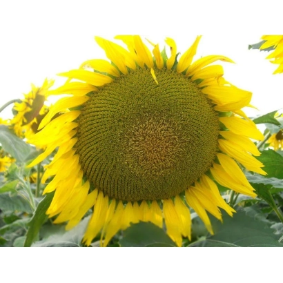 Sunflower in field, close-up of flower head - Sergeant F1