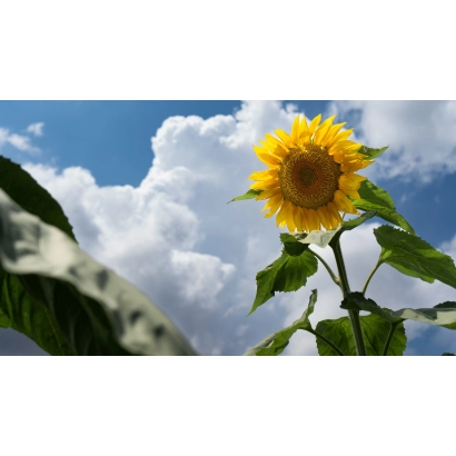 Соняцник, що цвіте на фоні блакитного неба з хмарами - СГ-17
