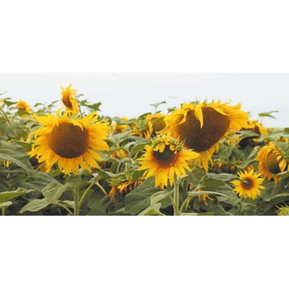 Поле соняшника з великими квітами на фоні неба - СХ 1012 А