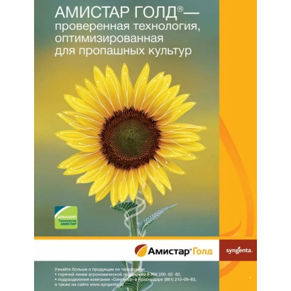 Солнцецветок на фоне с надписью АМИСТАР ГОЛД - СХ 8282