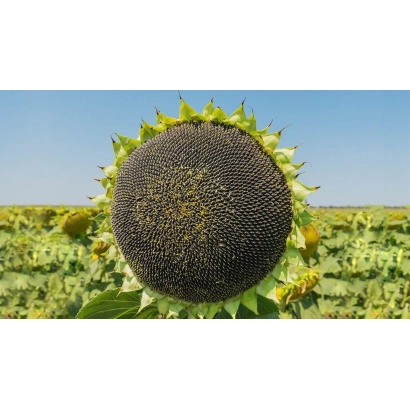 Сонячне поле з крупним планом головки підсонячника СИ ЕДІСОН - СІ ЕДІСОН