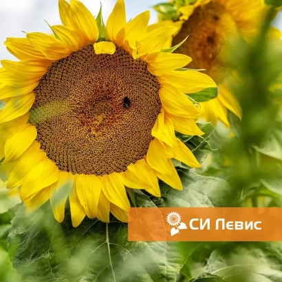 Соняшник СІ ЛЕВІС на фоні поля