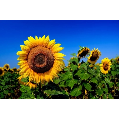 Соняшник на фоні синього неба - СІ СТРАТО КЛП